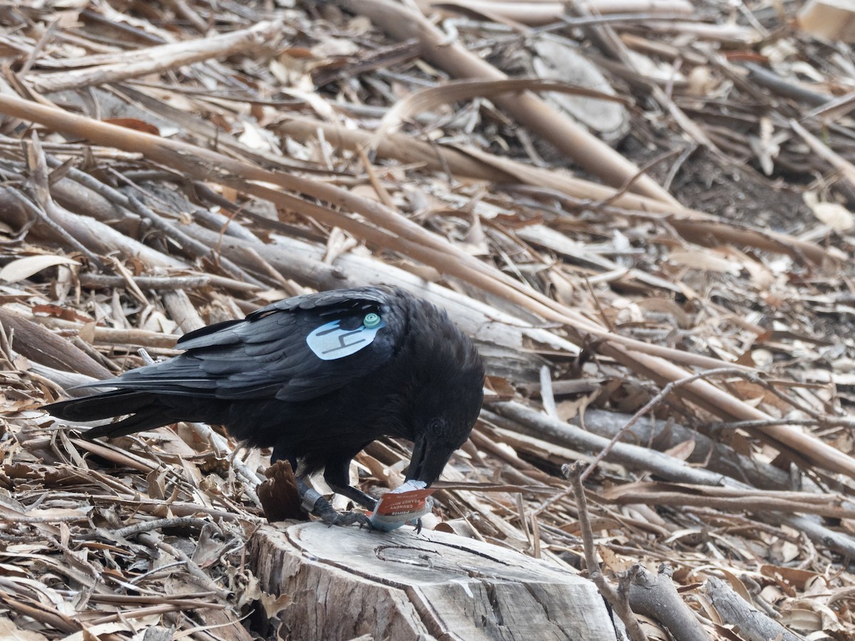 Common Raven - ML641944431
