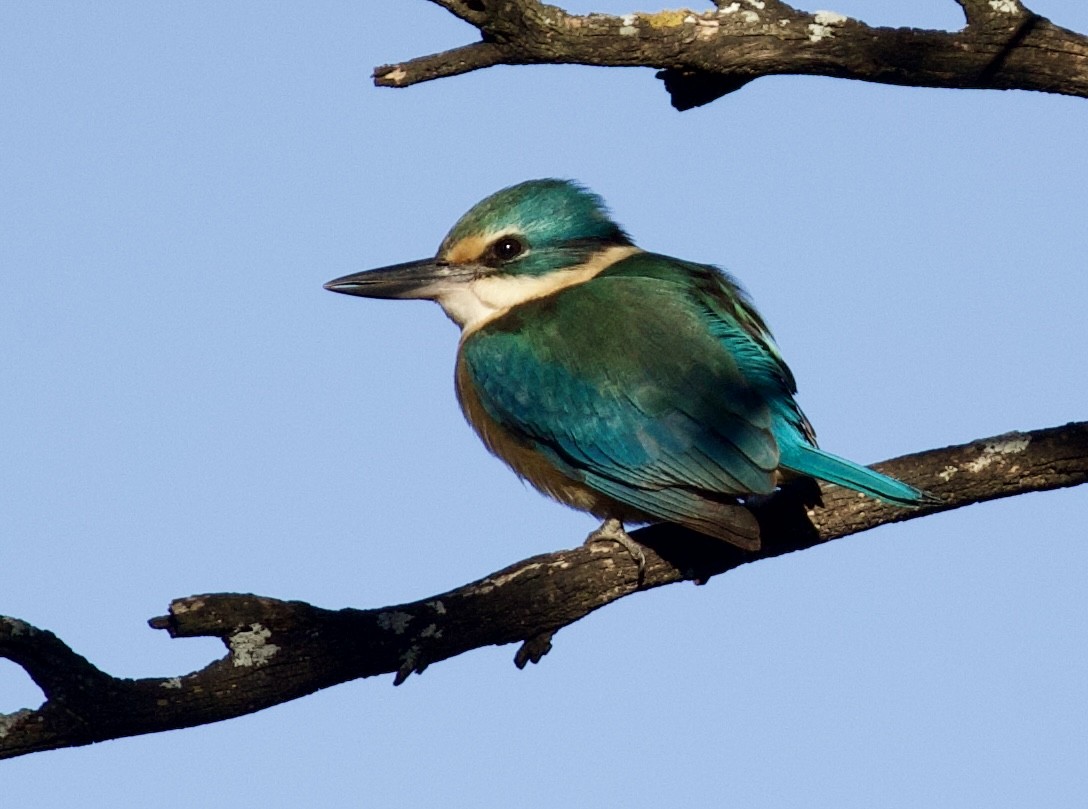 Sacred Kingfisher (Australasian) - ML641944432