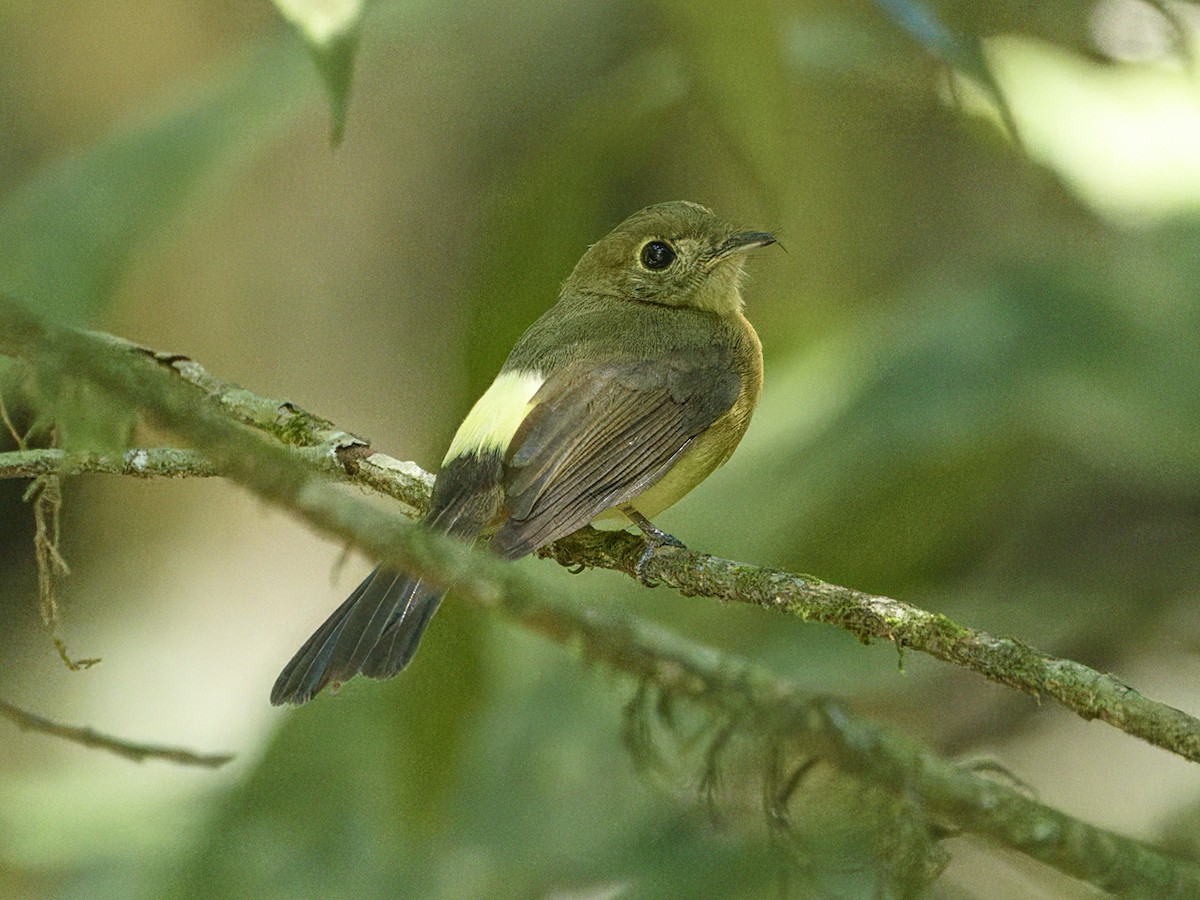 Whiskered Flycatcher - ML641944433
