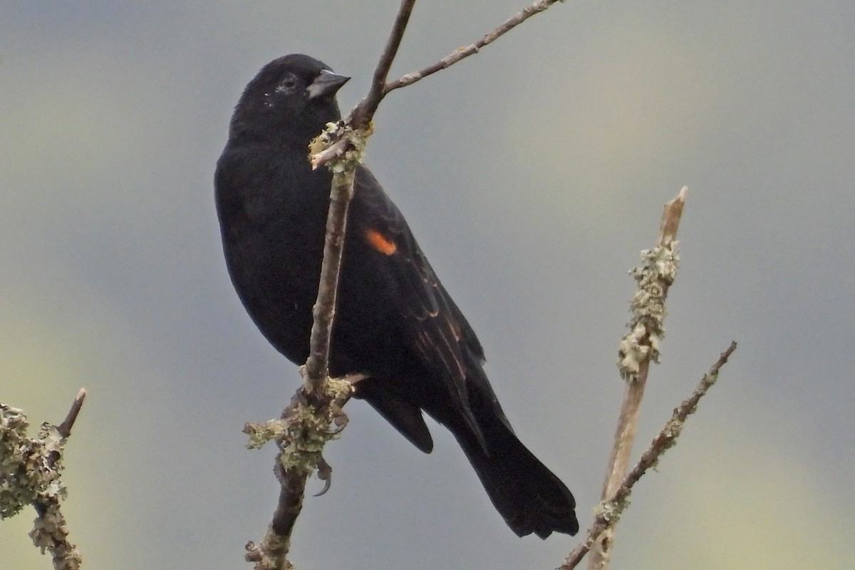 Red-winged Blackbird - ML641944434