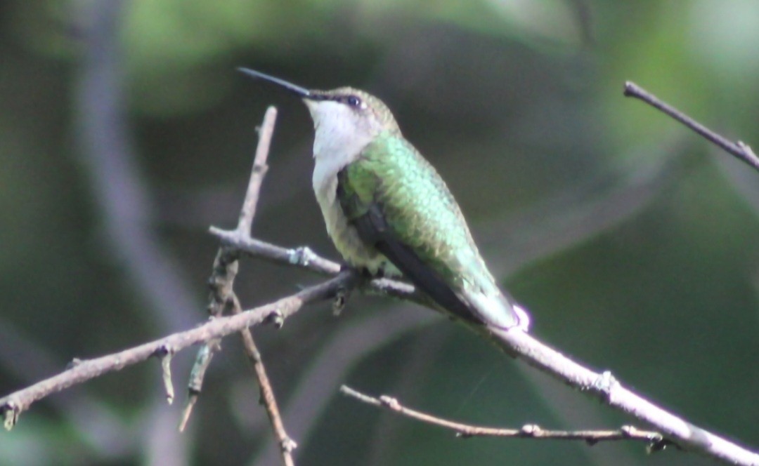 Ruby-throated Hummingbird - ML641944436