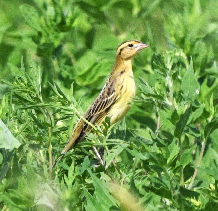 Bobolink - ML641944455