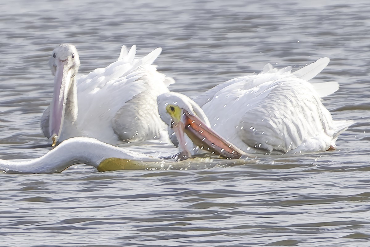 American White Pelican - ML641944456