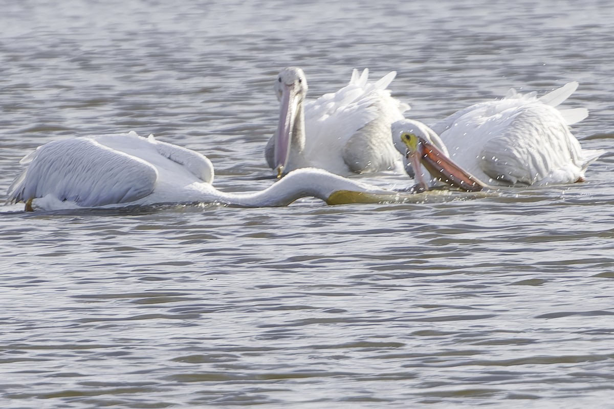 American White Pelican - ML641944457