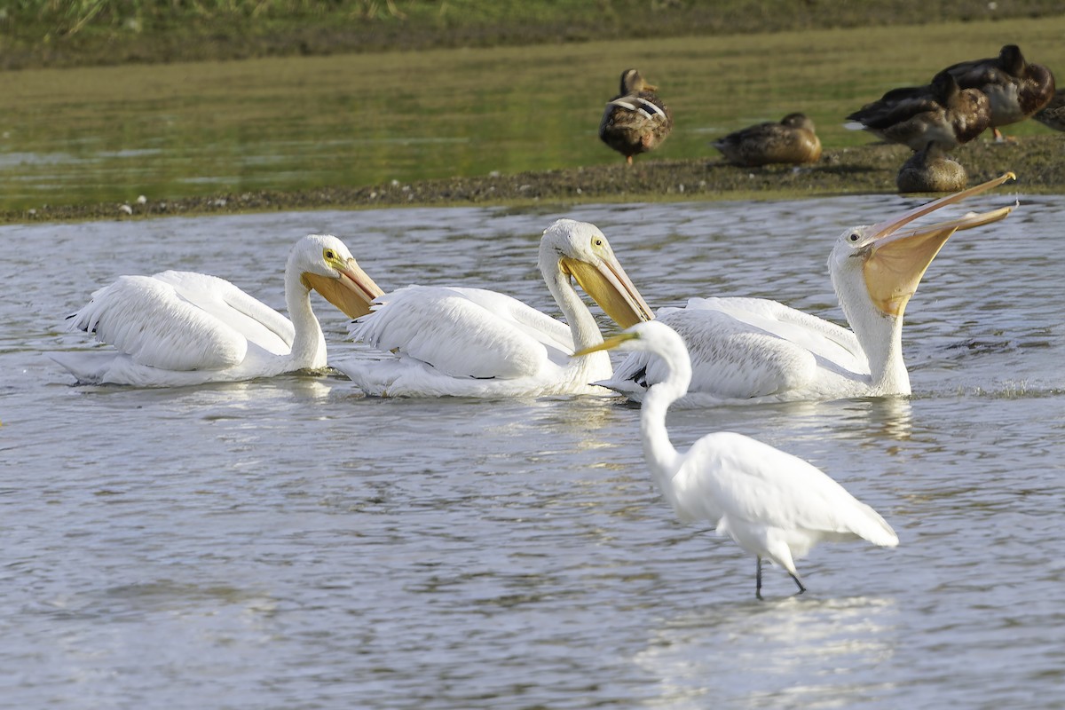 American White Pelican - ML641944458