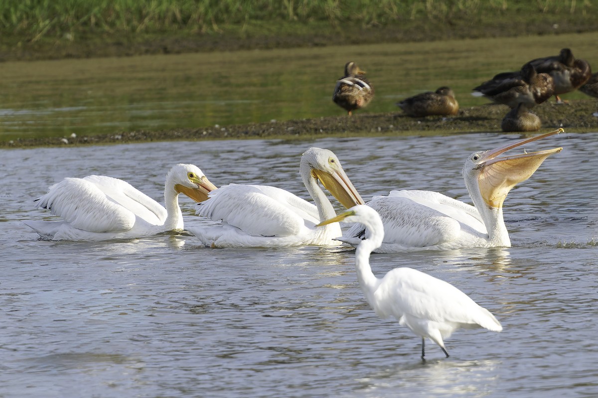 American White Pelican - ML641944459