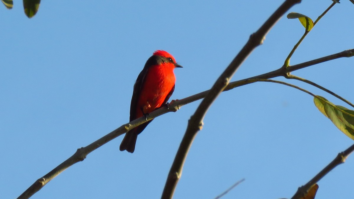 Vermilion Flycatcher - ML641944461
