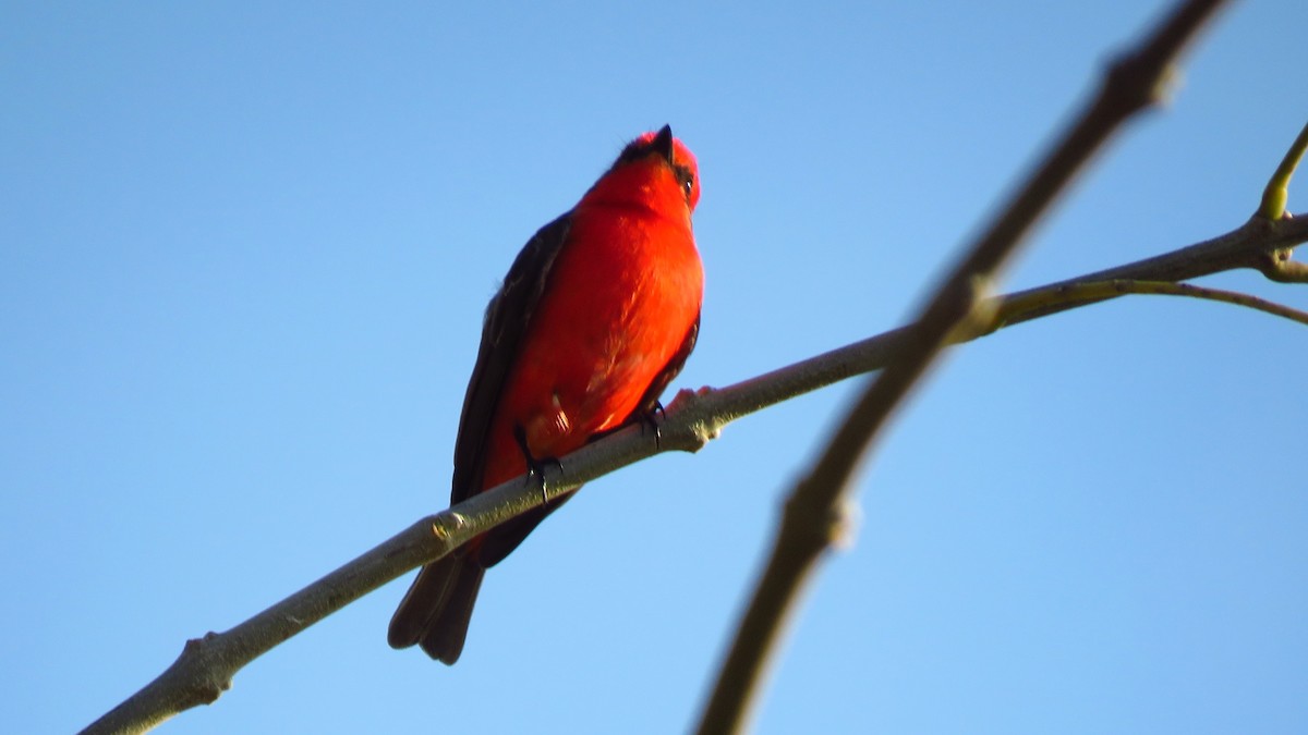 Vermilion Flycatcher - ML641944462