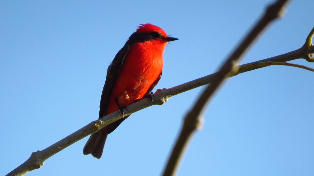Vermilion Flycatcher - ML641944464