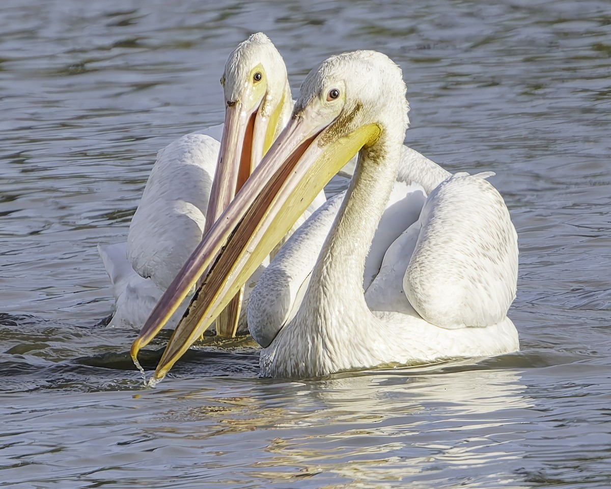 American White Pelican - ML641944465