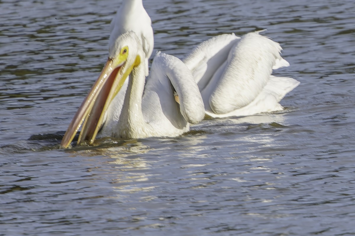 American White Pelican - ML641944466