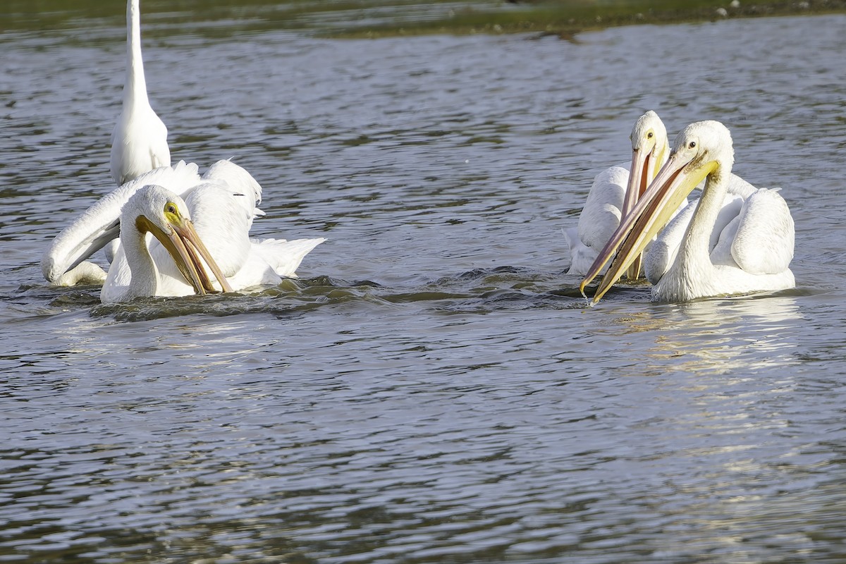 American White Pelican - ML641944467