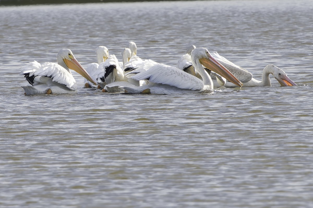 American White Pelican - ML641944468