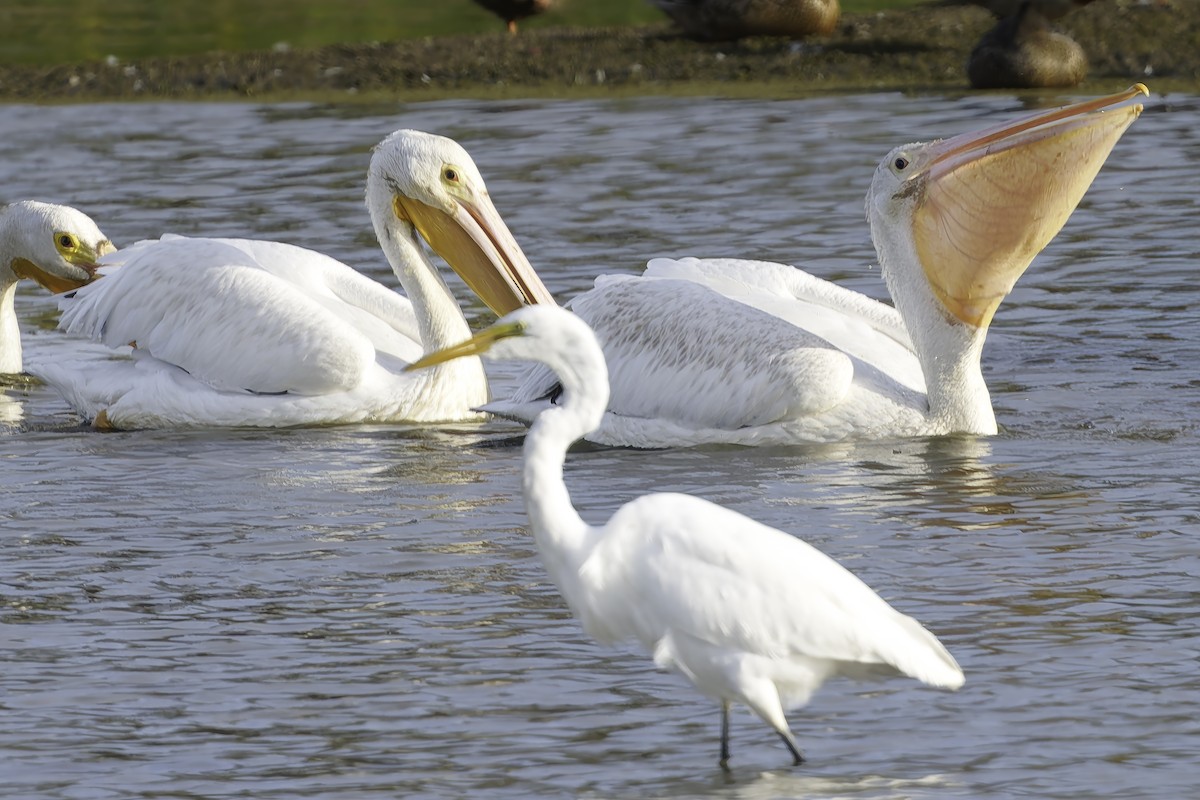 American White Pelican - ML641944469