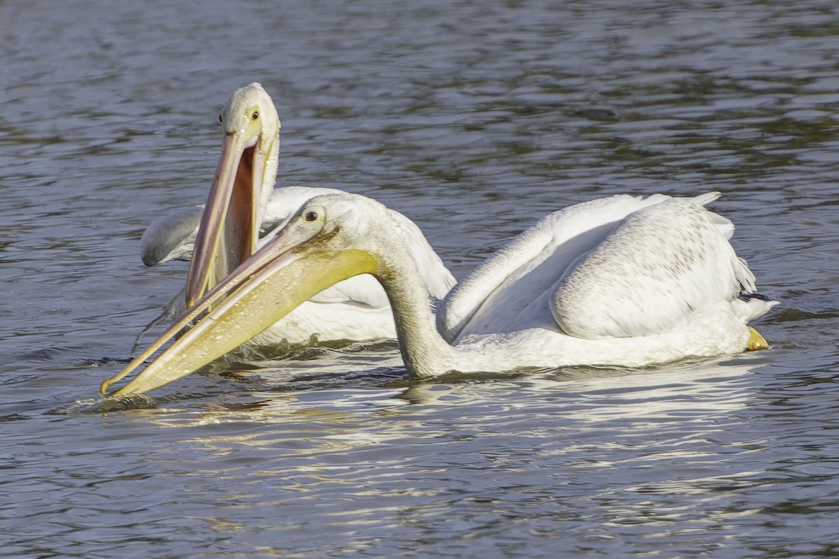 American White Pelican - ML641944470