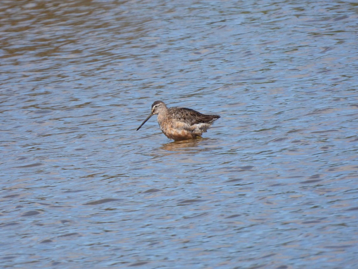 Short-billed Dowitcher - ML641944474