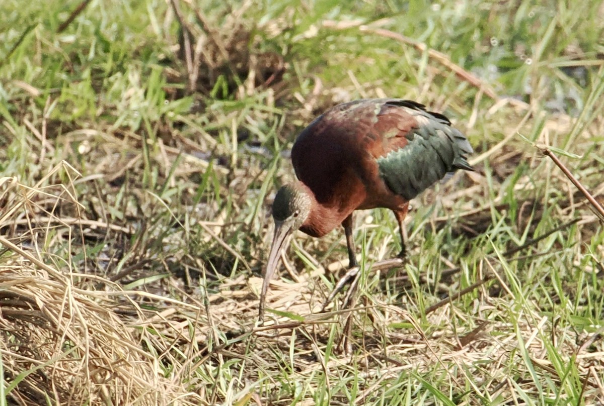 Glossy Ibis - ML641944475