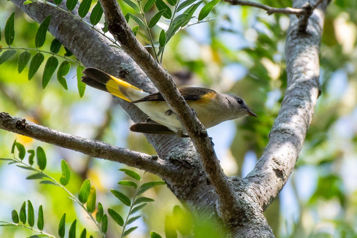 American Redstart - ML641944492