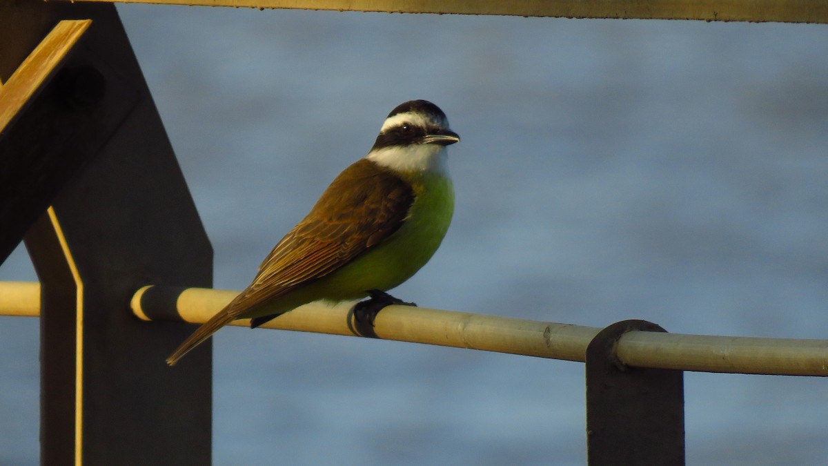 Great Kiskadee - ML641944493