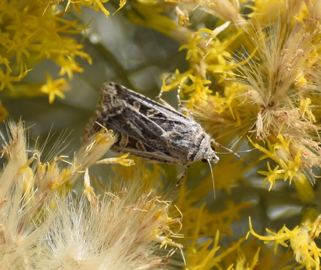 Army Cutworm Moth - ML641944496