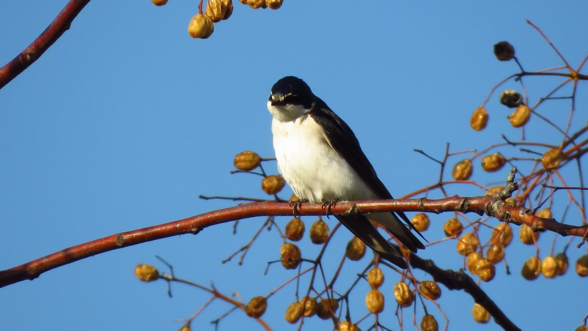 White-rumped Swallow - ML641944498