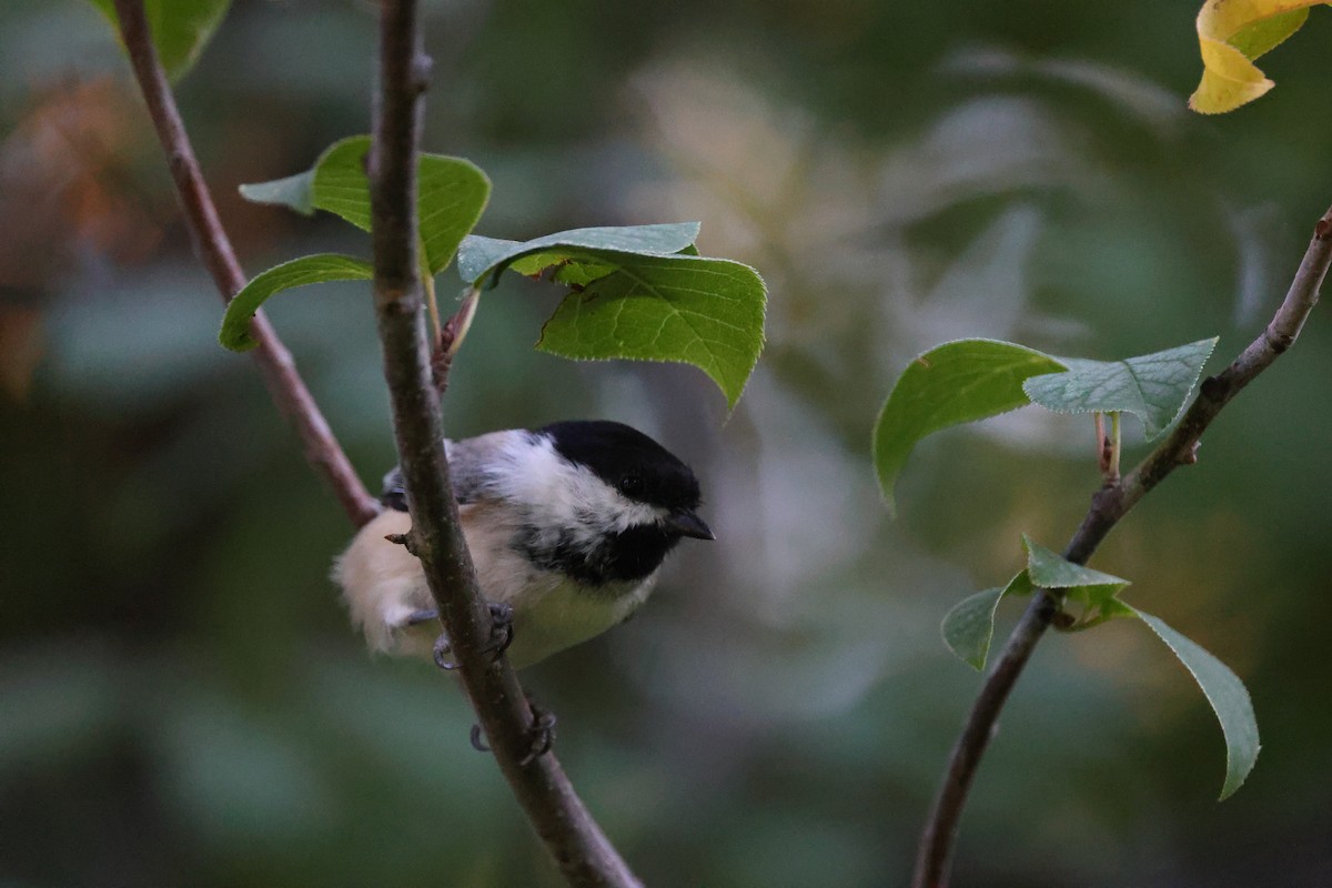Black-capped Chickadee - ML641944506