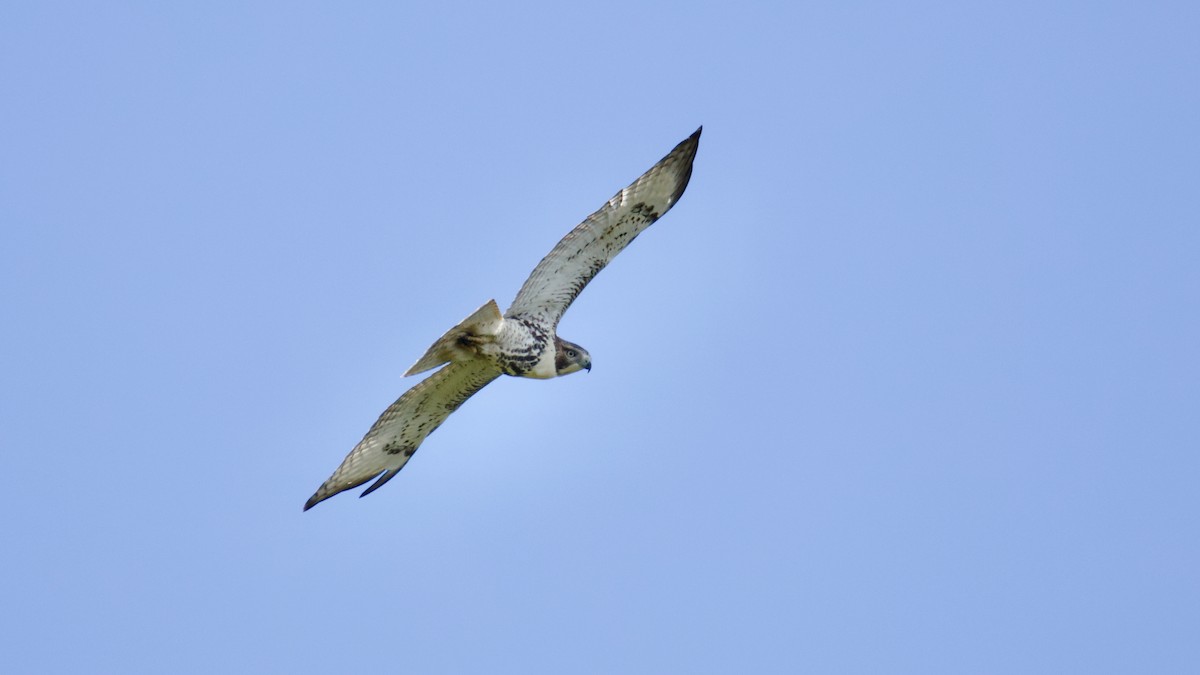 Red-tailed Hawk - ML641944508