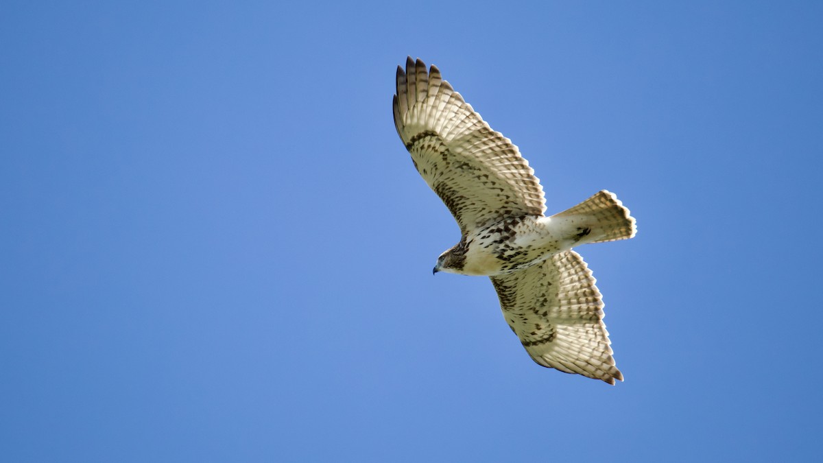 Red-tailed Hawk - ML641944510
