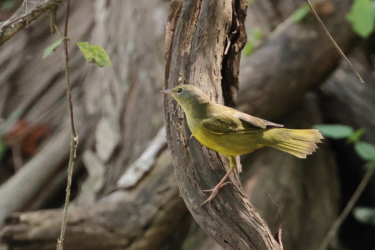 Mourning Warbler - ML641944522