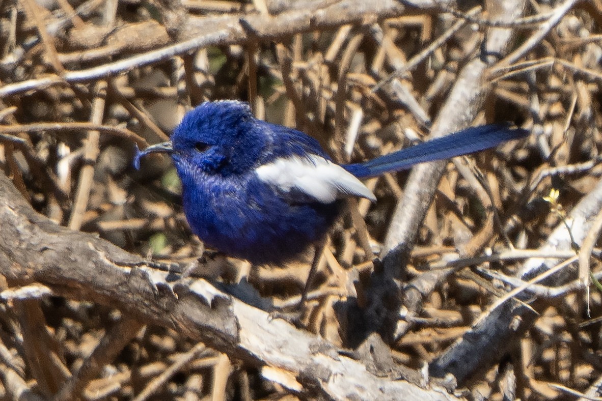 White-winged Fairywren - ML641944528