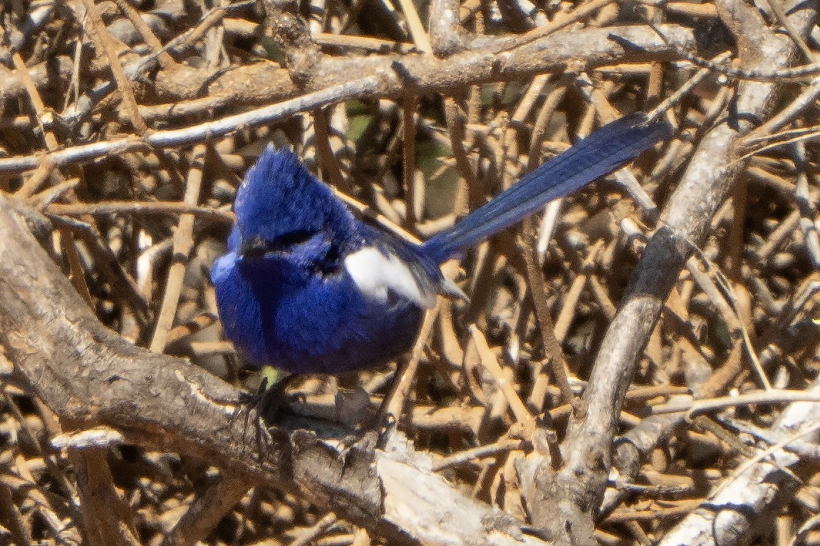 White-winged Fairywren - ML641944529