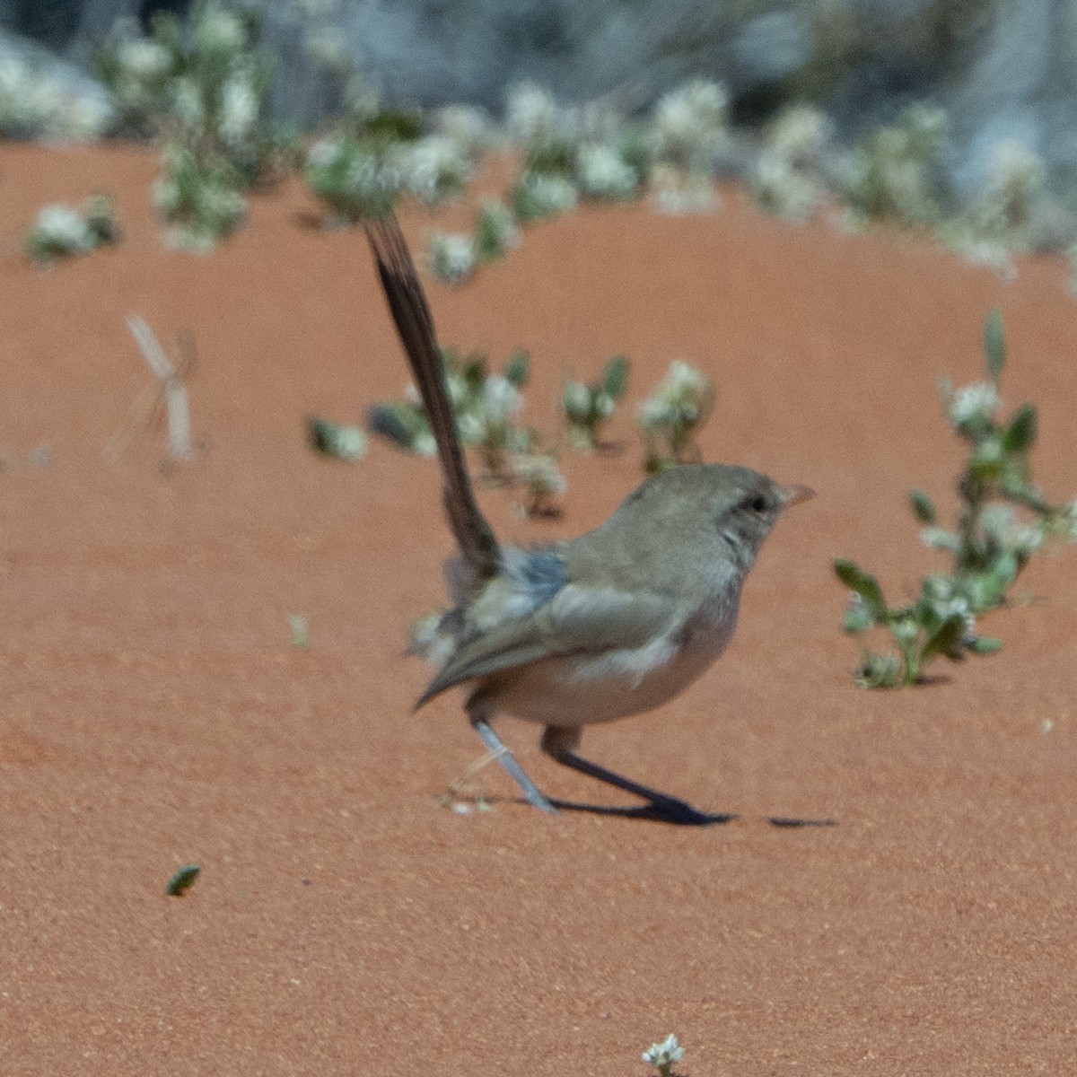 White-winged Fairywren - ML641944531