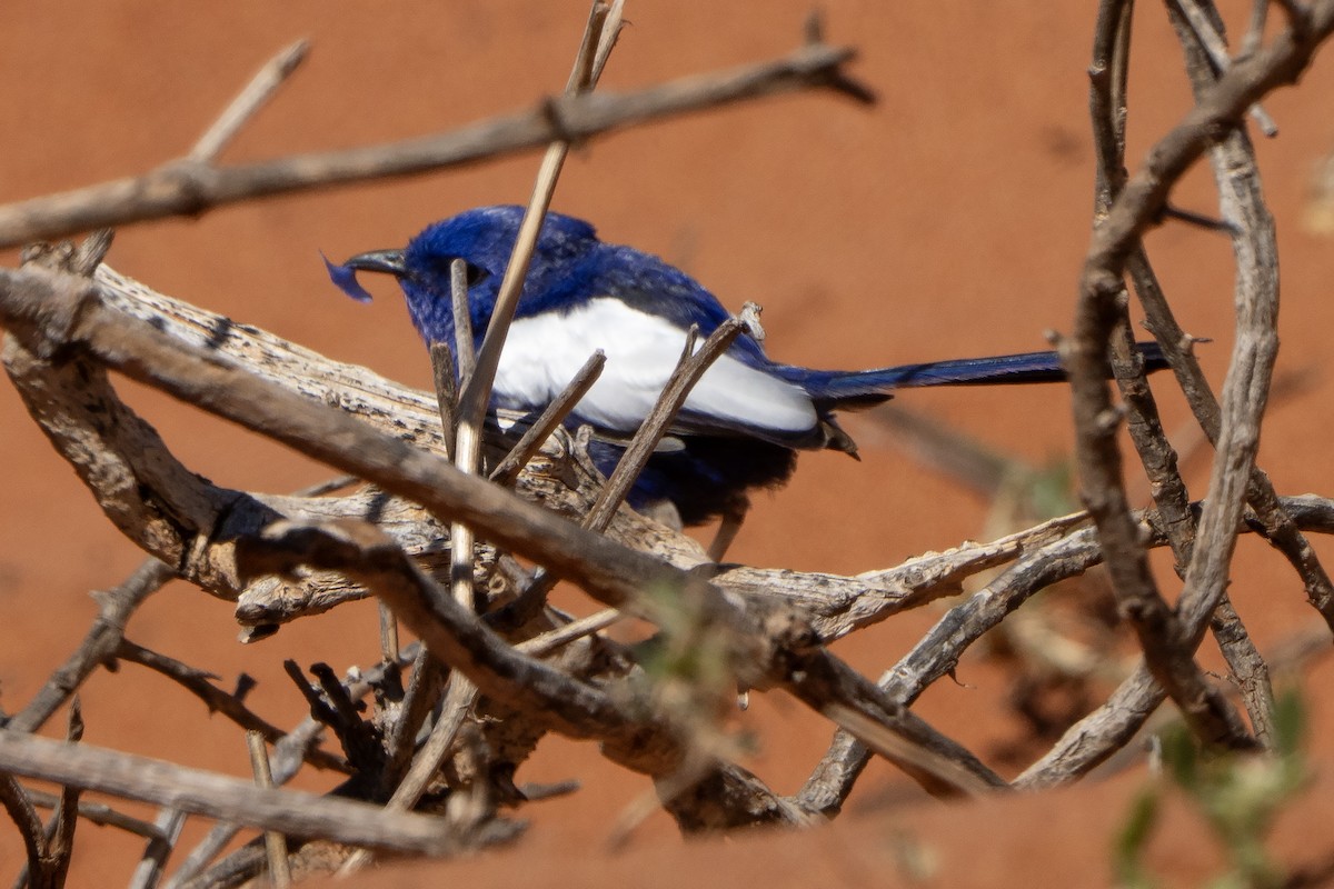 White-winged Fairywren - ML641944532