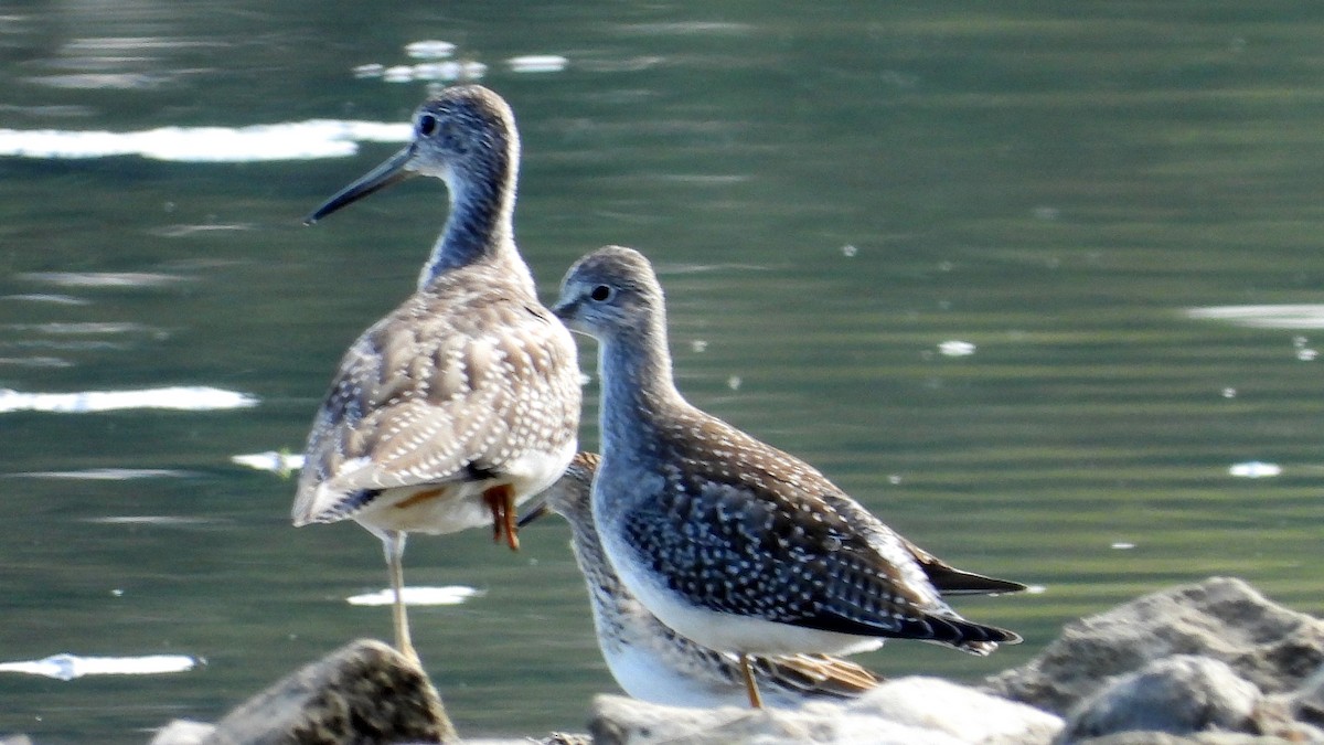 Greater Yellowlegs - ML641944538
