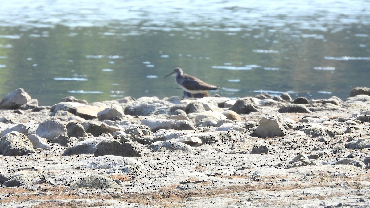 Greater Yellowlegs - ML641944543