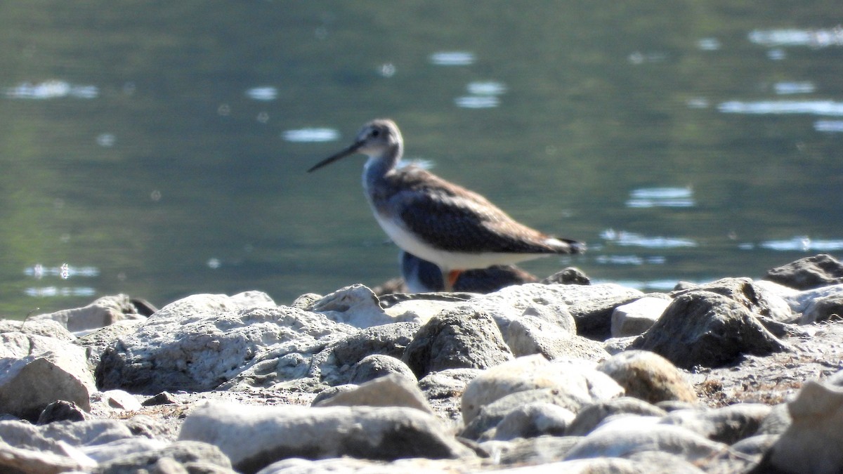 Greater Yellowlegs - ML641944544
