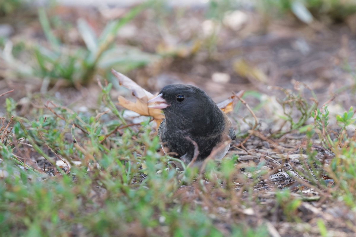 Dark-eyed Junco - ML641944575