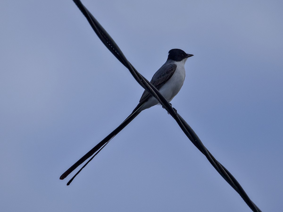 Fork-tailed Flycatcher - ML641944581