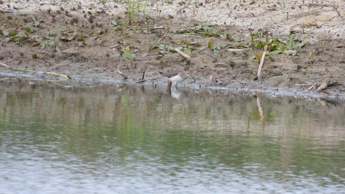 Solitary Sandpiper - ML641944596