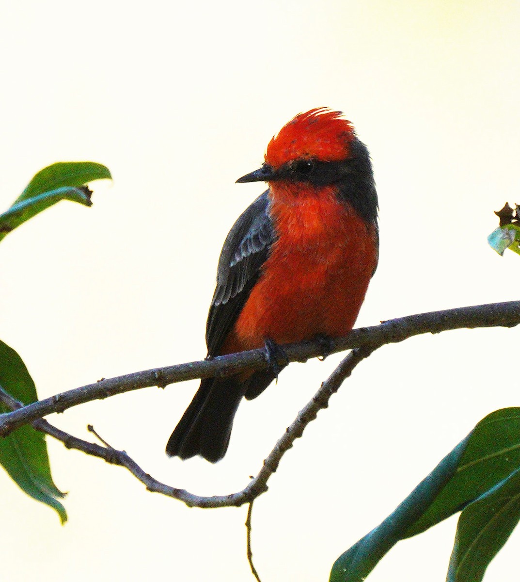 Vermilion Flycatcher - ML641944604