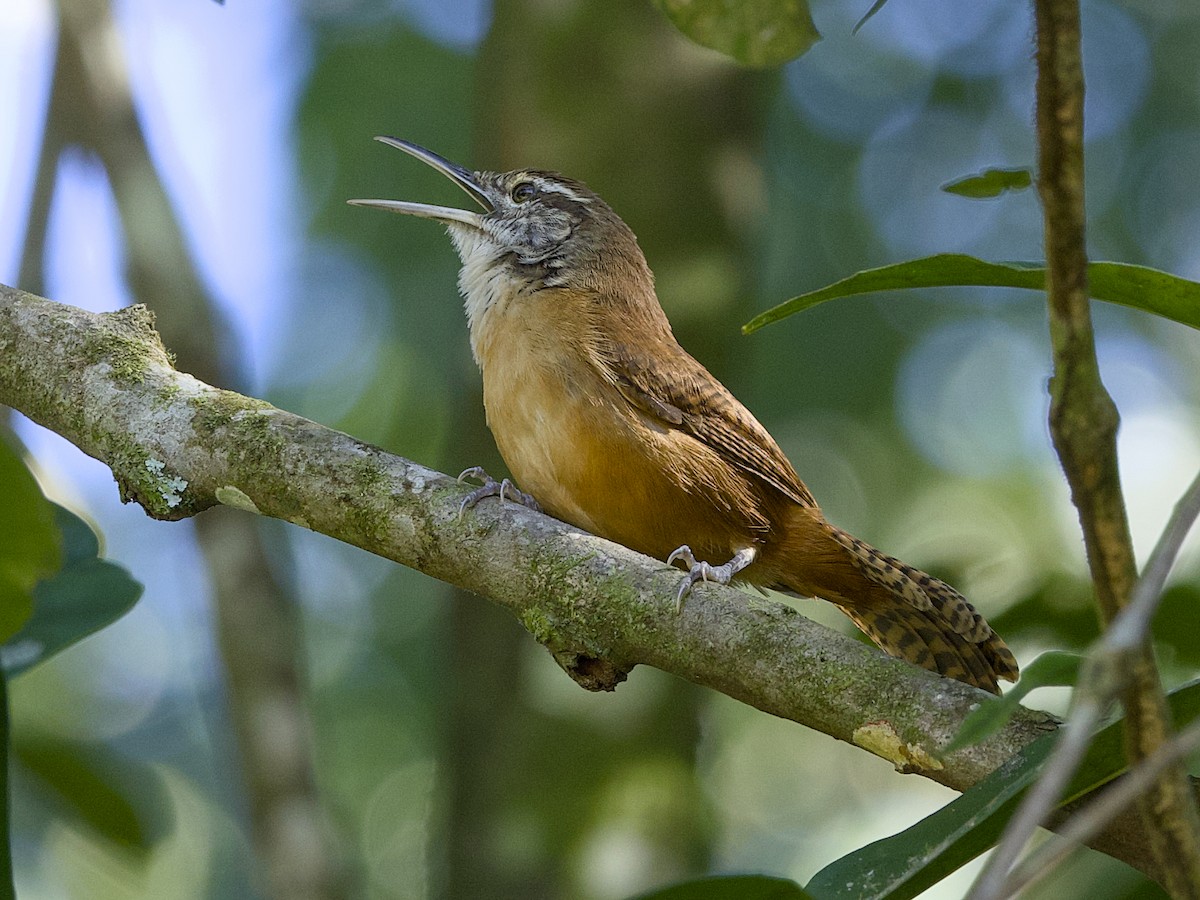 Long-billed Wren - ML641944613