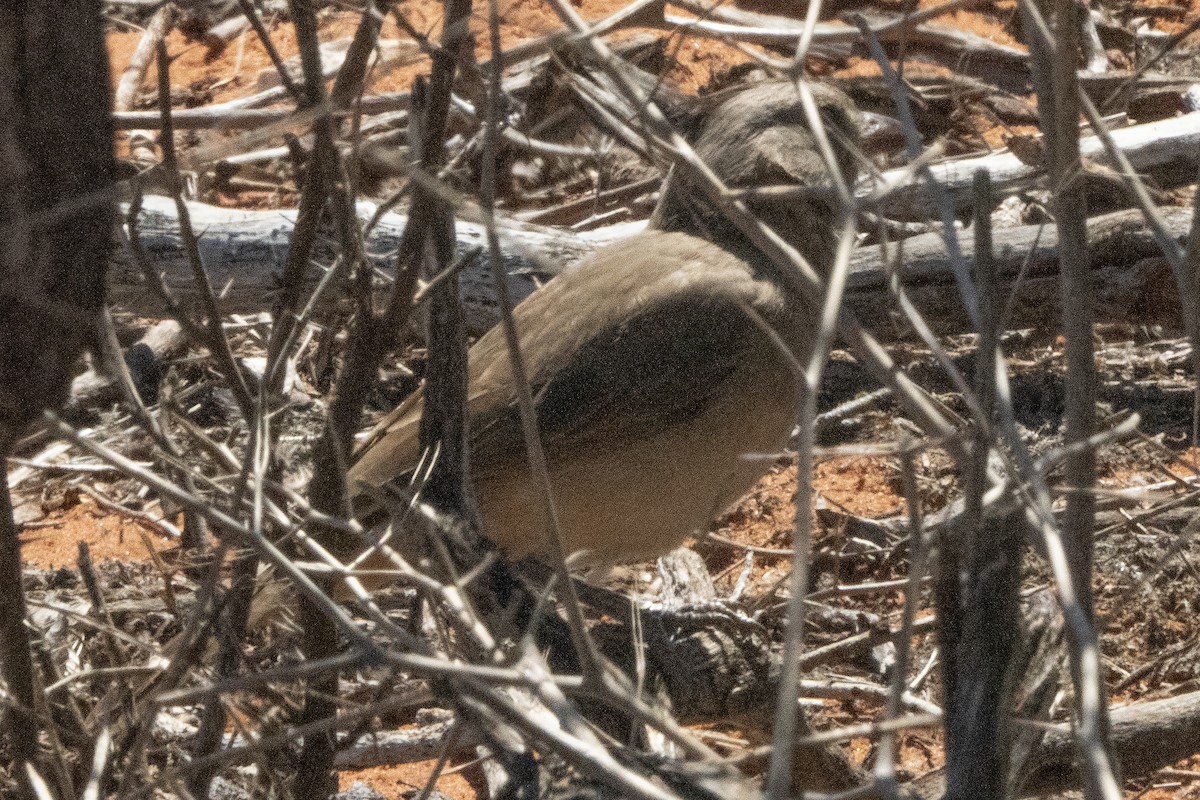 Crested Bellbird - ML641944619