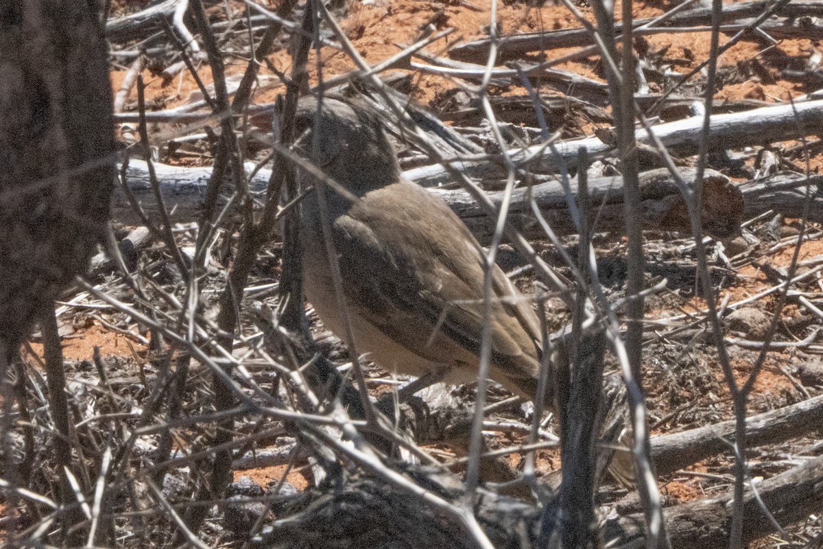 Crested Bellbird - ML641944620