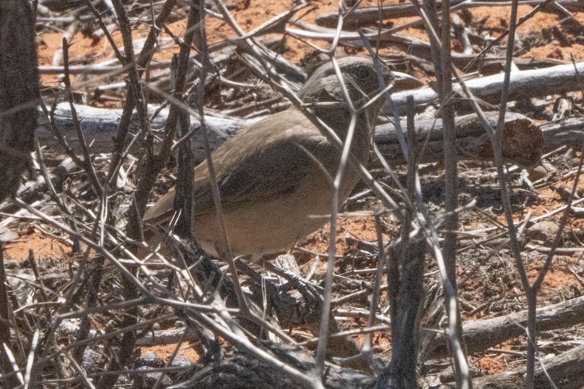 Crested Bellbird - ML641944621