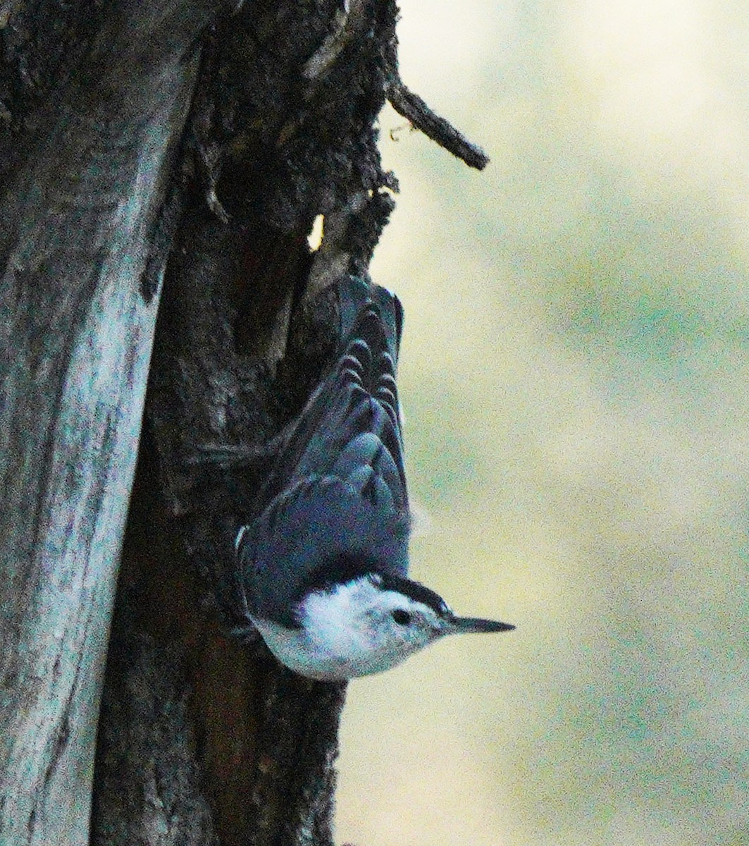 White-breasted Nuthatch - ML641944623