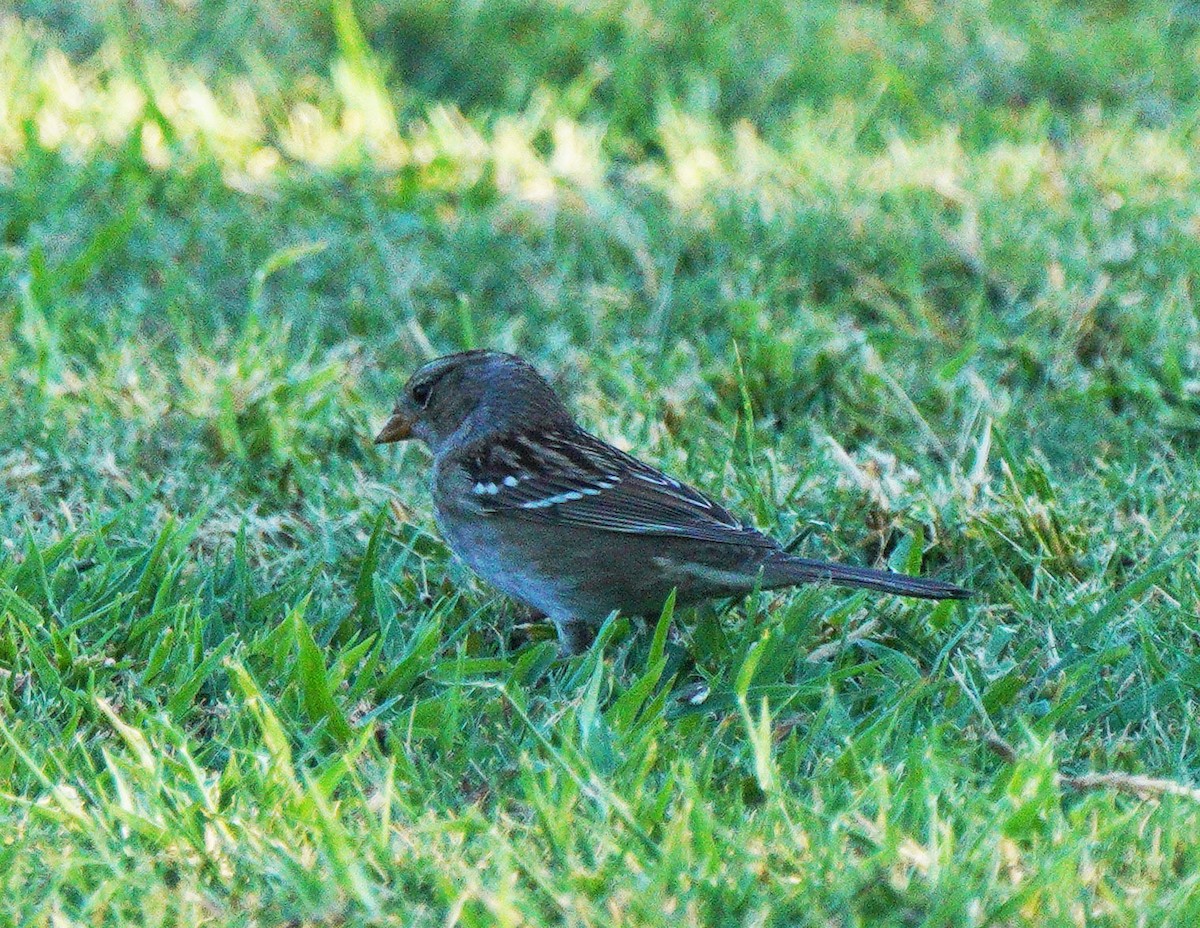 White-crowned Sparrow - ML641944635