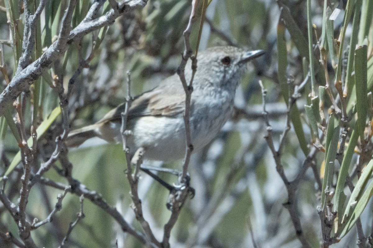 Inland Thornbill - ML641944648