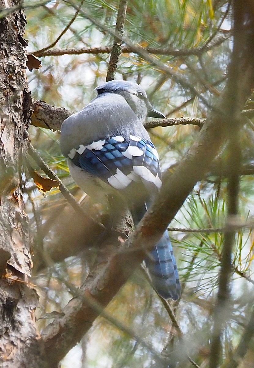 Blue Jay - ML641944670