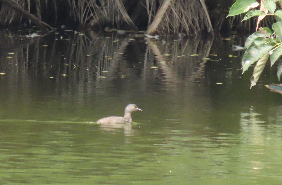 Least Grebe - ML641944684