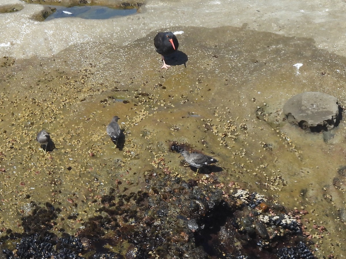 Surfbird - ML641944685